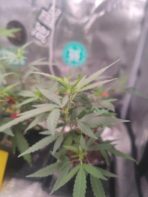 💚Carpa de esquejes y sus cuidados 💚. Week 14