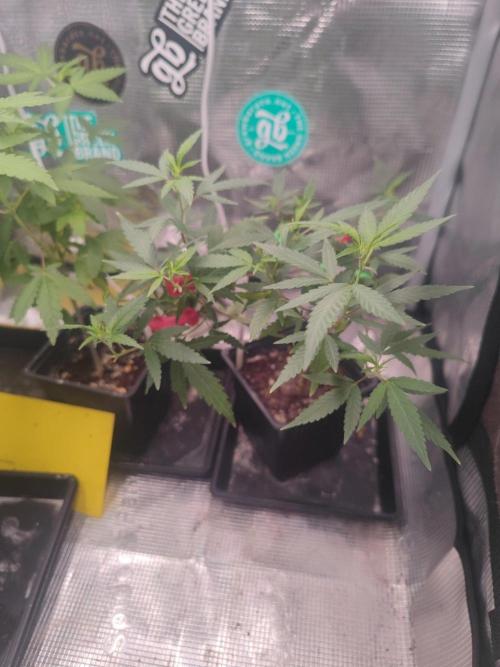 💚Carpa de esquejes y sus cuidados 💚. Week 14