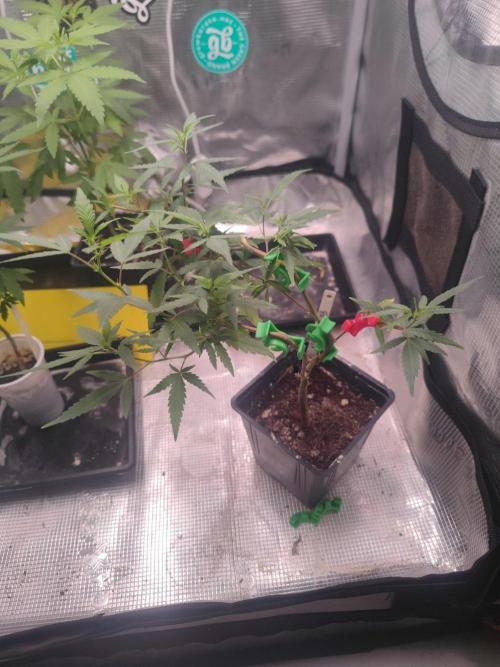 💚Carpa de esquejes y sus cuidados 💚. Week 14