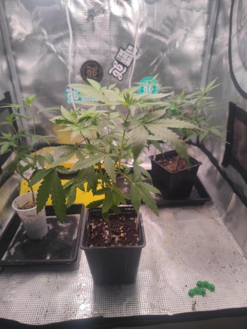 💚Carpa de esquejes y sus cuidados 💚. Week 14