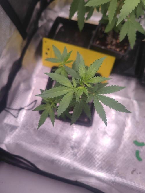 💚Carpa de esquejes y sus cuidados 💚. Week 14