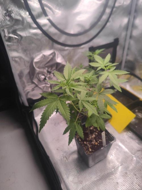 💚Carpa de esquejes y sus cuidados 💚. Week 14