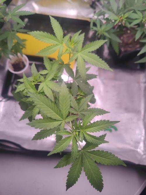 💚Carpa de esquejes y sus cuidados 💚. Week 14