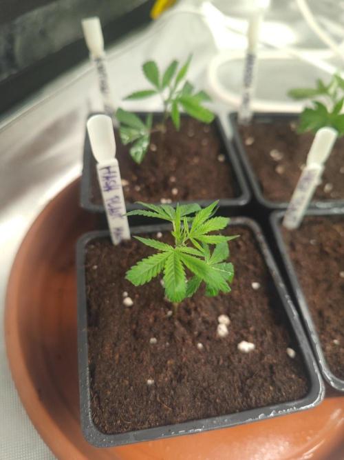 💚Carpa de esquejes y sus cuidados 💚. Week 14