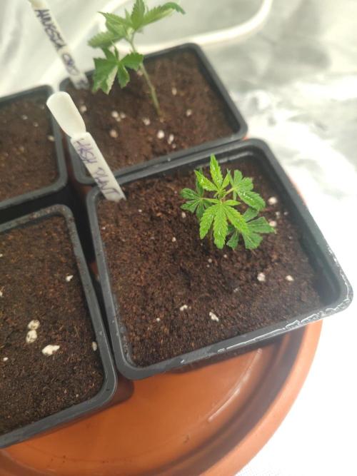 💚Carpa de esquejes y sus cuidados 💚. Week 14