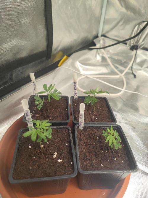 💚Carpa de esquejes y sus cuidados 💚. Week 14
