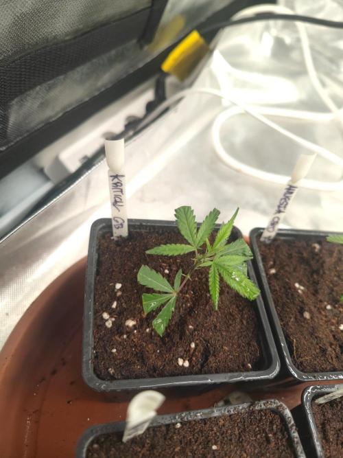 💚Carpa de esquejes y sus cuidados 💚. Week 14