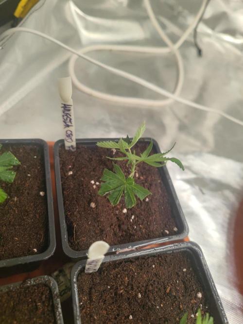 💚Carpa de esquejes y sus cuidados 💚. Week 14