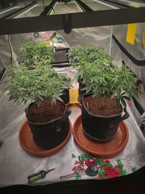 Blue Zushi L.E. "Grower Choice". Week 8