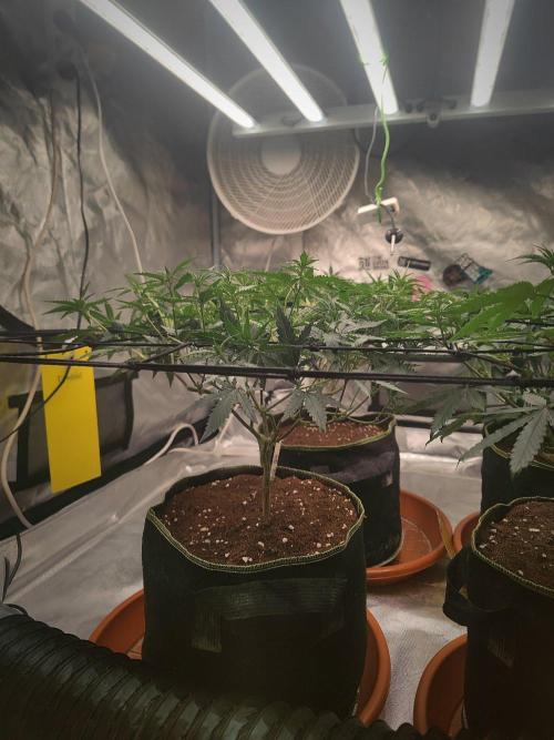 (Clon) Kritical GB FEM "GB SEEDS". Week 9
