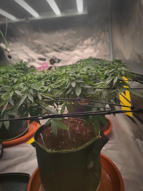 Blue Zushi L.E. "Grower Choice". Week 10