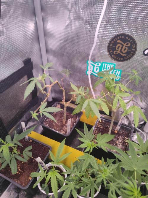 💚Carpa de esquejes y sus cuidados 💚. Week 17