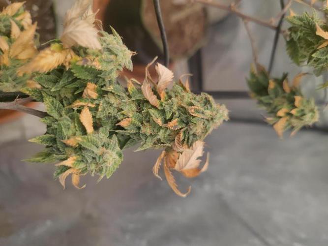 14-14 Tropimango "Philosopher Seeds" FEM. Week 25