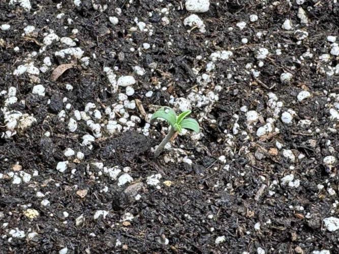 Barney's Farm - Insane OG (indoor). Week 0 - Specimen 1