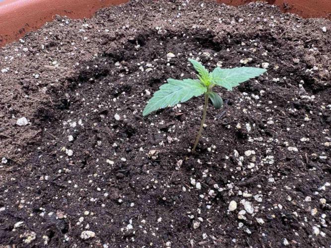 Barney's Farm - Insane OG (indoor). Week 1