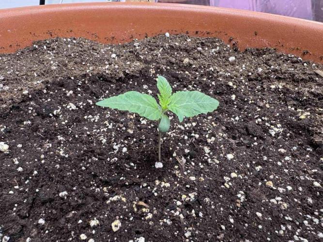 Barney's Farm - Insane OG (indoor). Week 1