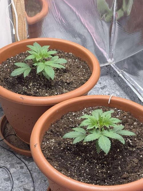 Barney's Farm - Insane OG (indoor). Week 2 - Insane OG - #1 & #2