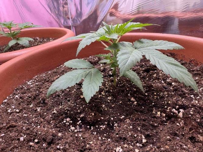 Barney's Farm - Insane OG (indoor). Week 2 - Insane OG - #1