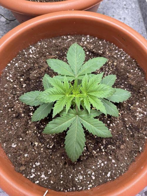 Barney's Farm - Insane OG (indoor). Week 2 - Insane OG - #2 