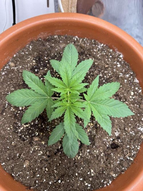 Barney's Farm - Insane OG (indoor). Week 2 - Insane OG - #1