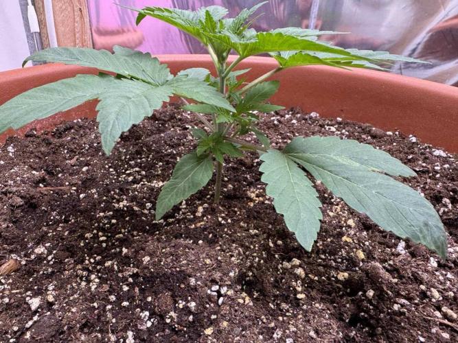 Barney's Farm - Insane OG (indoor). Week 2 - Insane OG - #2