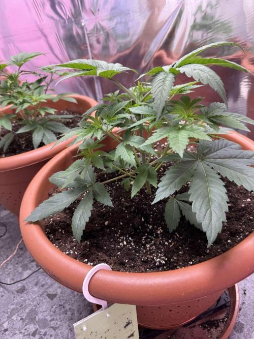 Barney's Farm - Insane OG (indoor). Week 3 - Specimen #2