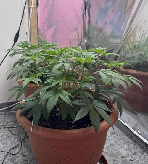 Barney's Farm - Insane OG (indoor). Week 4