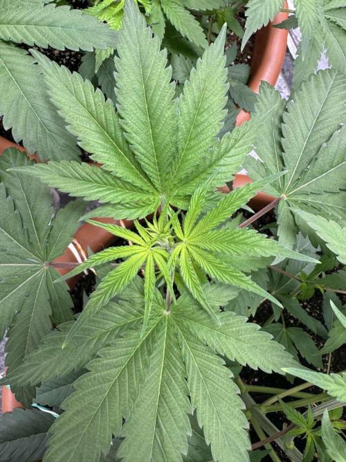 Barney's Farm - Insane OG (indoor). Week 4