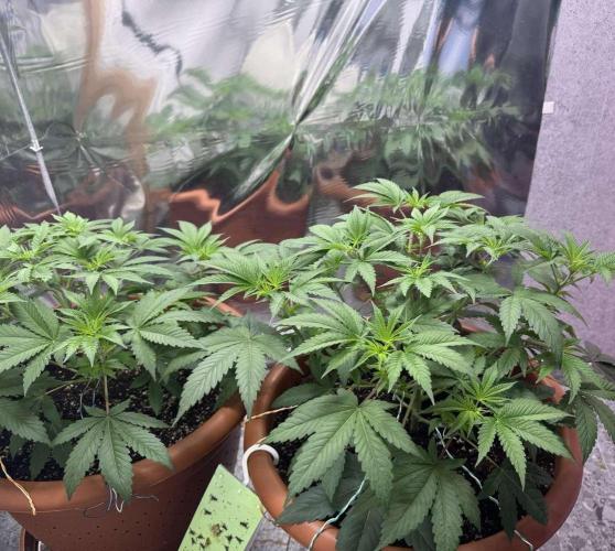 Barney's Farm - Insane OG (indoor). Week 4