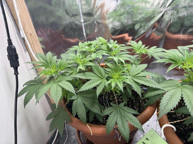 Barney's Farm - Insane OG (indoor). Week 4