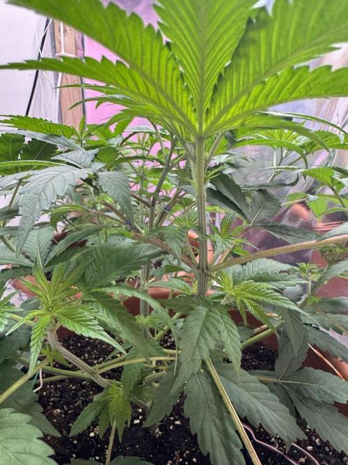 Barney's Farm - Insane OG (indoor). Week 4