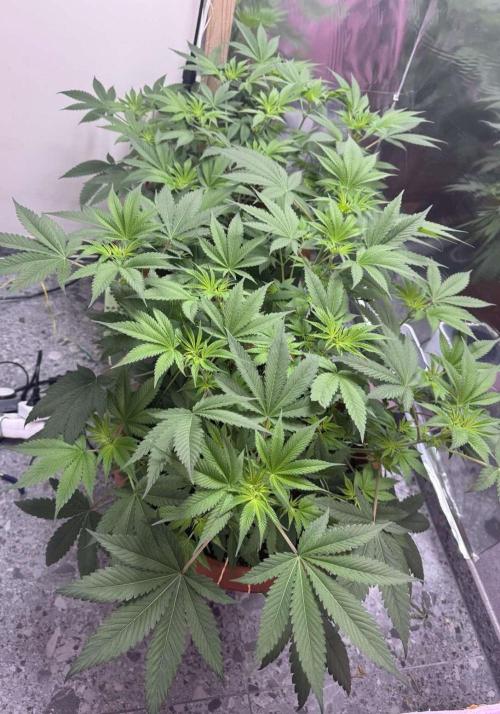 Barney's Farm - Insane OG (indoor). Week 5