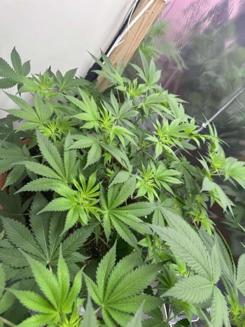 Barney's Farm - Insane OG (indoor). Week 5