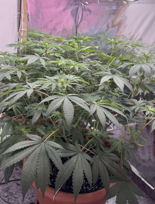 Barney's Farm - Insane OG (indoor). Week 6