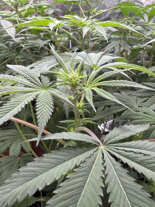 Barney's Farm - Insane OG (indoor). Week 6