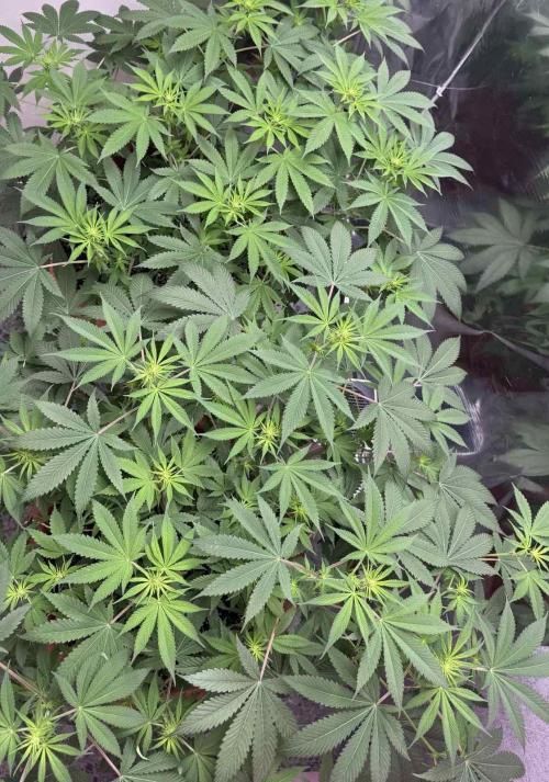 Barney's Farm - Insane OG (indoor). Week 6