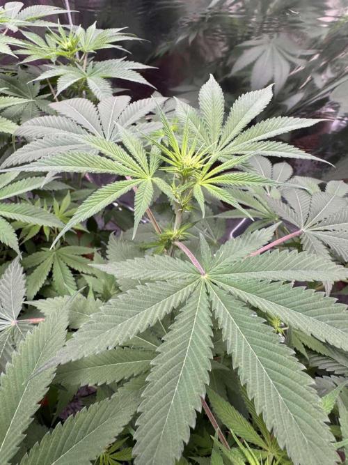 Barney's Farm - Insane OG (indoor). Week 6