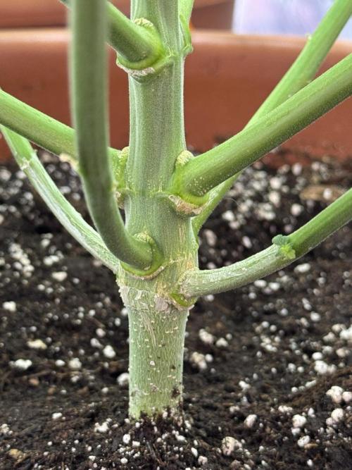 Barney's Farm - Insane OG (indoor). Week 6