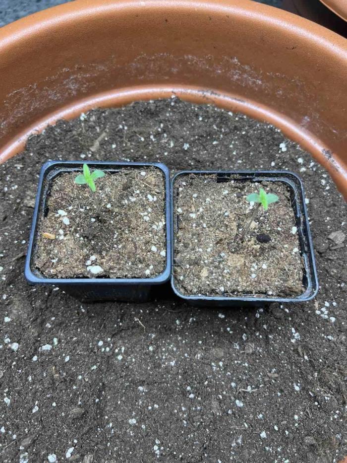 Sensi-FatBeans Pineapple Automatic. Week 0