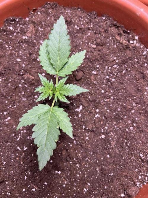 Sensi-FatBeans Pineapple Automatic. Week 1