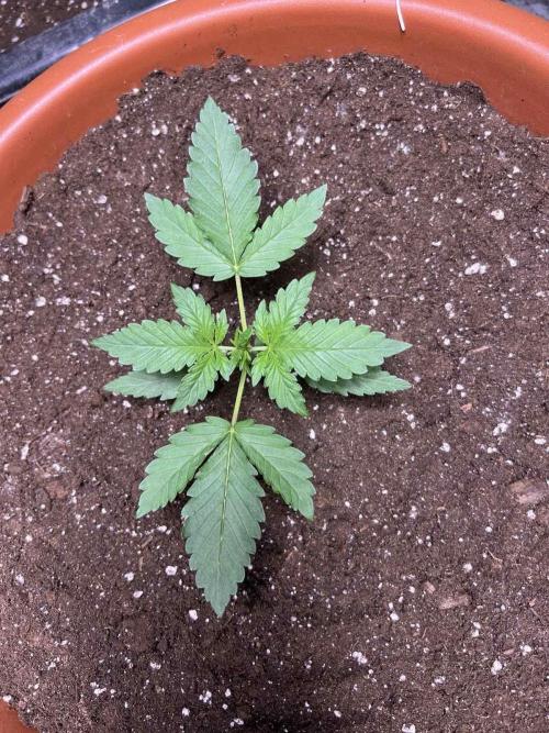 Sensi-FatBeans Pineapple Automatic. Week 1