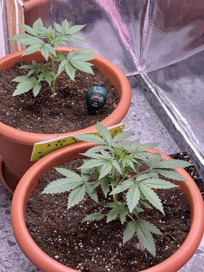 Sensi-FatBeans Pineapple Automatic. Week 2