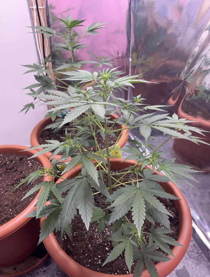 Sensi-FatBeans Pineapple Automatic. Week 3
