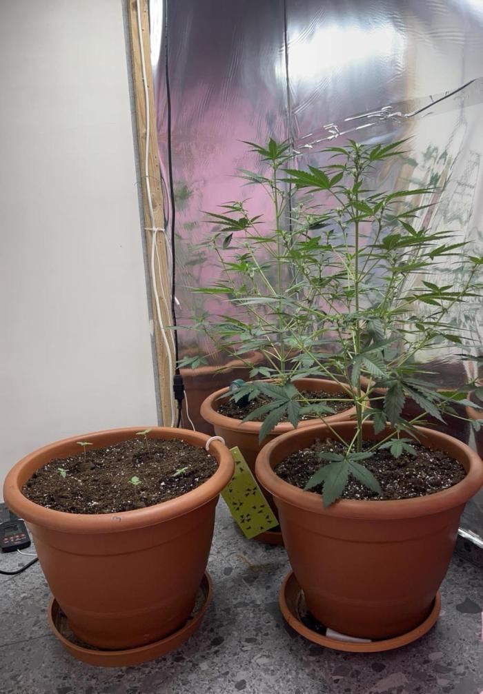 Sensi-FatBeans Pineapple Automatic. Week 4