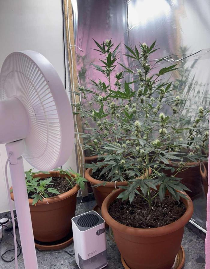 Sensi-FatBeans Pineapple Automatic. Week 5