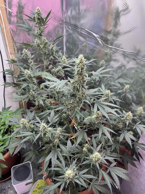 Sensi-FatBeans Pineapple Automatic. Week 6