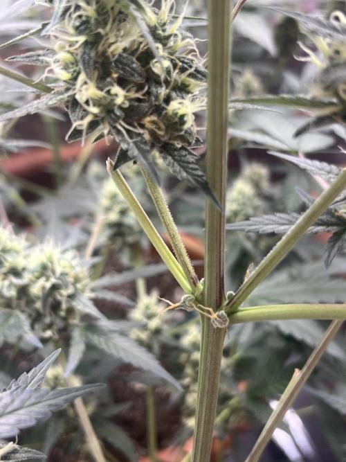 Sensi-FatBeans Pineapple Automatic. Week 6