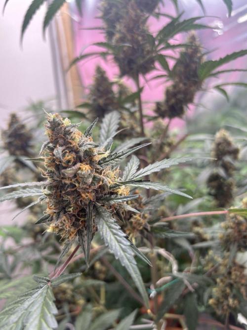 Sensi-FatBeans Pineapple Automatic. Week 7