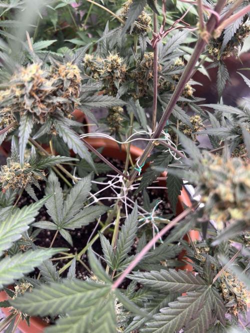 Sensi-FatBeans Pineapple Automatic. Week 7