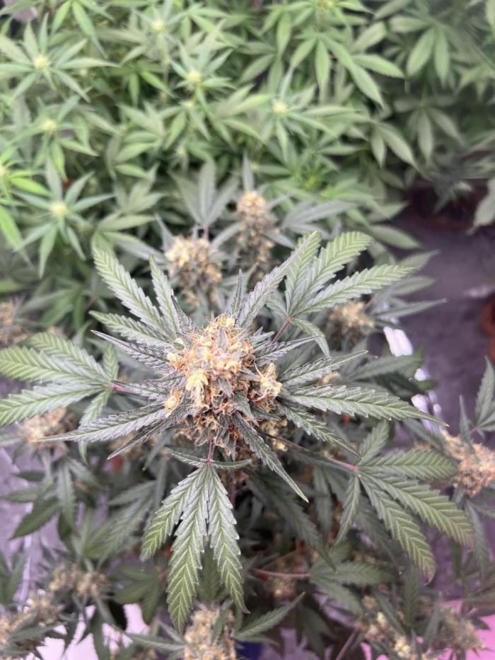 Sensi-FatBeans Pineapple Automatic. Week 8